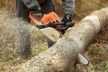 Lumberjack with chainsaw working