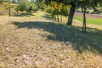 Herbstzeitlose © focus finder