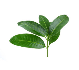 Tree leaves isolated on white background