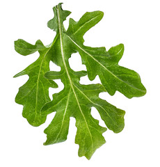 arugula isolated on white background