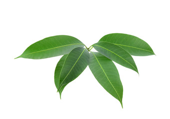 Tree leaves isolated on white background