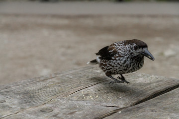 Spotted nutcracker in the Tatra Mountains