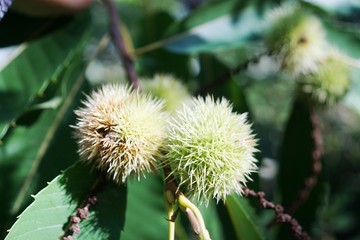 chestnut on tree