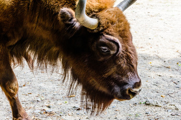 Auroch (Bison bonasus) in a corral at farm. Closeup of auroch muzzle