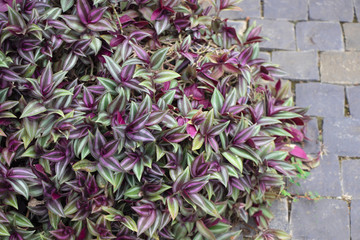 Commelinaceae purple heart beautiful color on concrete background in the park