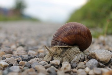weinbergschnecke