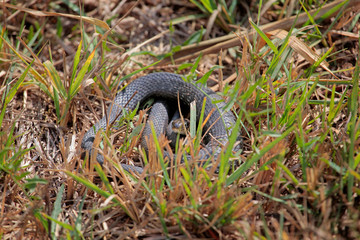 wild snake dry grass background 