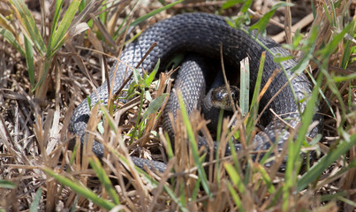 wild snake dry grass background 