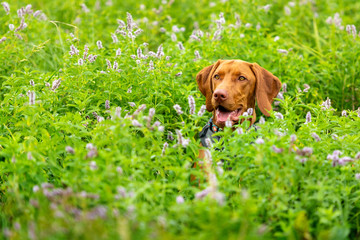Cute happy smiling vizsla puppy enjoying walk through meadow full of flowers.  Happy dog portrait outdoors.