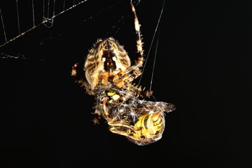 Euroopean Garden Spider  wrapping a Wasp up