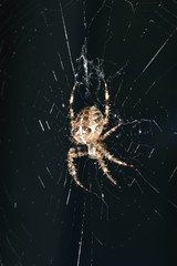 Euroopean Garden Spider on is orb-shaped web