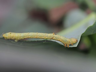 シャクトリムシ