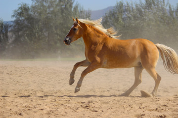 magnificent horse halfling with a white mane and tail shows off and gallops, haflinger horse breed