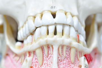 Fototapeta na wymiar human teeth anatomy model