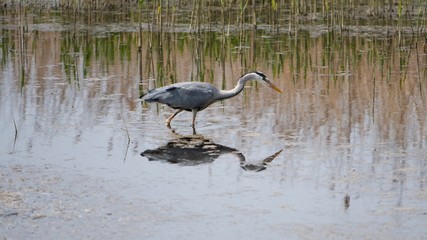 grey heron in water