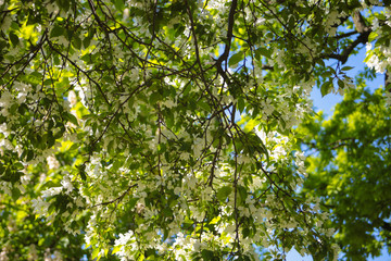 branch of apple tree in spring