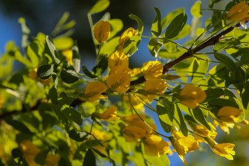 yellow flowers on a tree