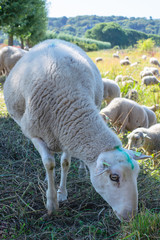 Obraz na płótnie Canvas Sheep’s graze in a Dutch meadow