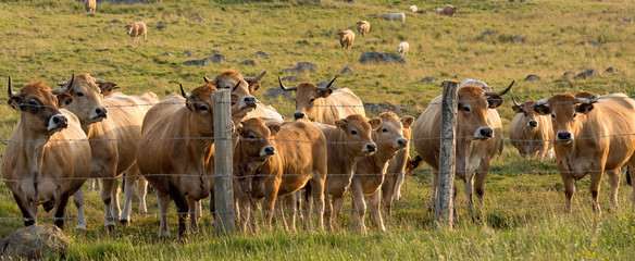 The herd of Aubrac cows gathering behind the barbed wire fence