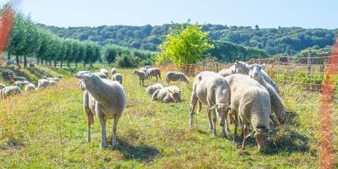 Sheep’s graze in a Dutch meadow