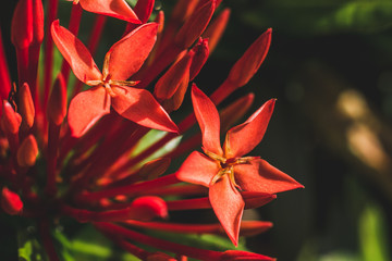Closeup shot of red Ixora tropical flower