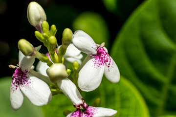 Close up shot white flowers 
