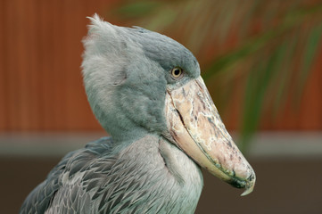 The rare bird Shoebill (Balaeniceps rex) also known as whalehead, whale-headed stork or shoe-billed stork. Side view in close-up. Horizontal shot.