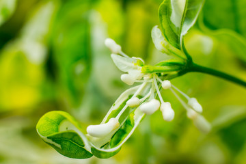 honeysuckle of the valley