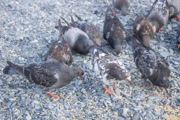 Pigeons on the beach with pebbles of the Black Sea eat brought grain