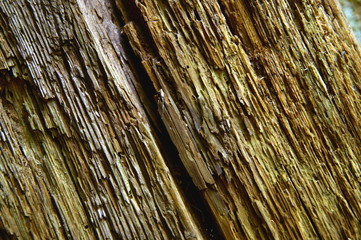 Old rotten wood texture background. Old damaged background texture with dirt and scratches. Old wooden texture close up. Abstract background.