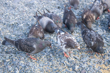 Pigeons on the beach with pebbles of the Black Sea eat brought grain