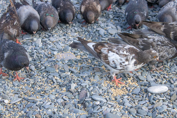 Pigeons on the beach with pebbles of the Black Sea eat brought grain
