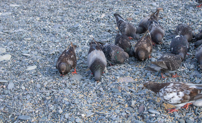 Pigeons on the beach with pebbles of the Black Sea eat brought grain