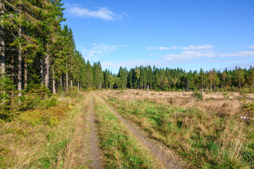 Fototapeta na wymiar Dirt road in a clear-felled forest