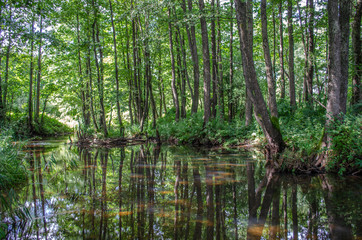 Obraz premium trees in the forest