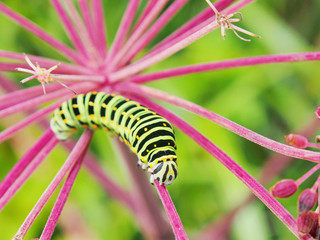 かわいいイモムシ