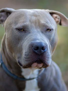 Beautiful portrait of a American Stafforshire blue terrier