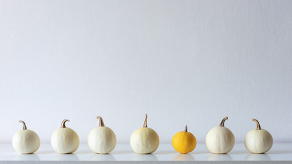 Happy Thanksgiving Background. Selection of little white pumpkins on white shelf against white wall. Modern minimal autumn inspired room decoration.