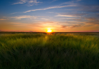 Sunset over a wheat filed in the summer