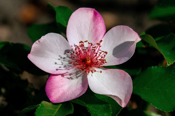 Sunny close up of a single Sweet Pretty rose head