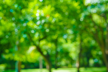 Abstract green tree leaf blurred background with bokeh