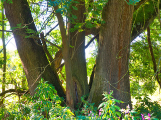 Landschaft Siegaue bei Bonn  