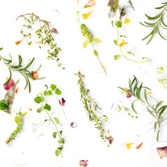 The herbs of Provence square shot. Rosemary, oregano, thyme, and marjoram, shot from above on a background of dry leaves and petals