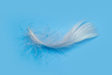 white feather on a plain background.