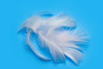 white feather on a plain background.
