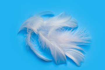 Obraz premium white feather on a plain background.