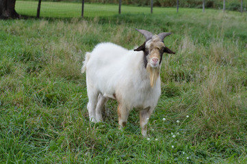 Obraz premium A goat at the farm