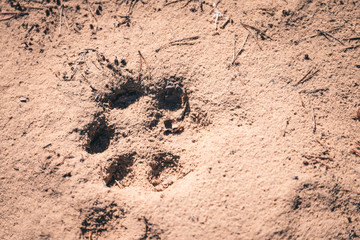 Large dog trail on the sand in the forest.