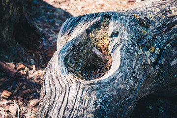 Hole in the trunk of pine tree in the forest.