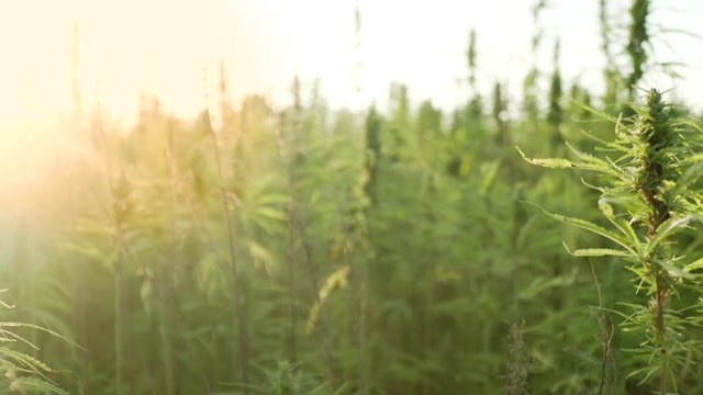 4k resolution video of close up cannabis leafs and narcotic bud in hemp plantation. With sun flare. Medicinal cannabis field. growing outdoors under sun